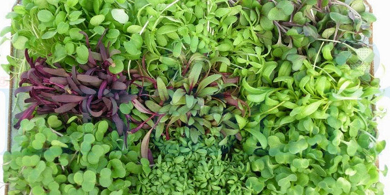 கீரைகளும் அதன் முக்கிய பயன்களும்